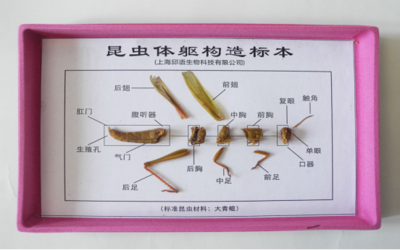 教學(xué)標(biāo)本工廠走進(jìn)課堂 從靜態(tài)展覽到動(dòng)態(tài)教育服務(wù)
